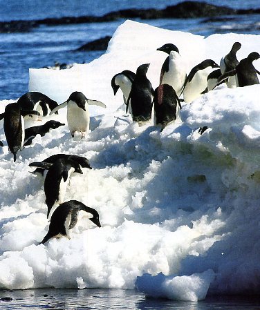 Croisi�res en antarctique